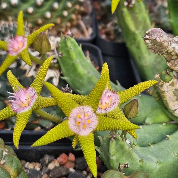 Stapelia flavopurpurea